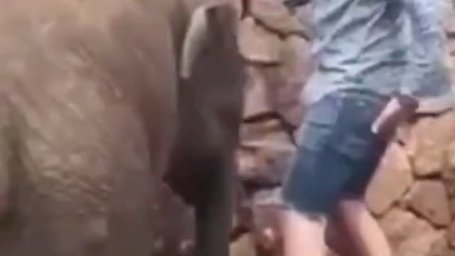 Funny Elephant playing Joke by Kicked his owner.....