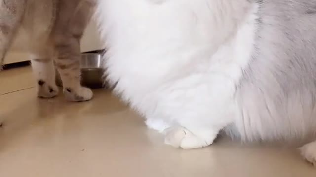 When the cat starts to sing
