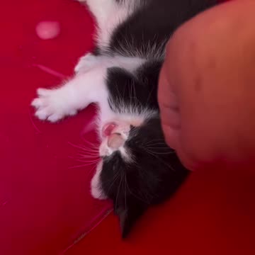 "Fury and Cuteness: The Paradox of Angry Sweet Kittens"