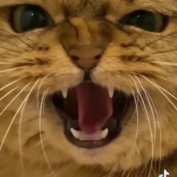 snake and cat viral tiktok video