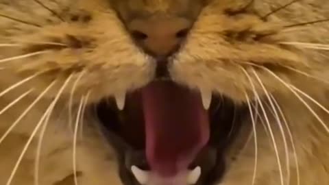 snake and cat viral tiktok video