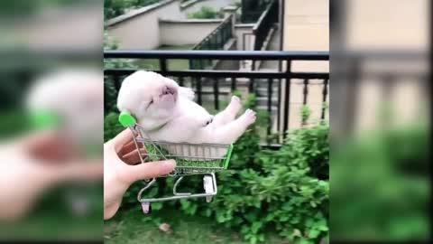 Baby dogs 🐶 | cute 😘 and funny 😂 baby dogs 🐶