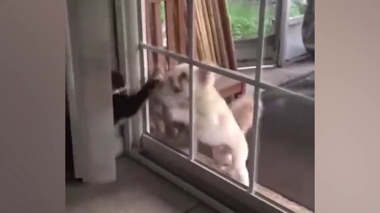 Funniest Animals 2024 🤣😅 New Funny Cats and Dogs Videos 😸🐶_3