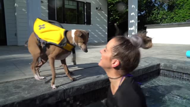 Cute Dog Swim Training