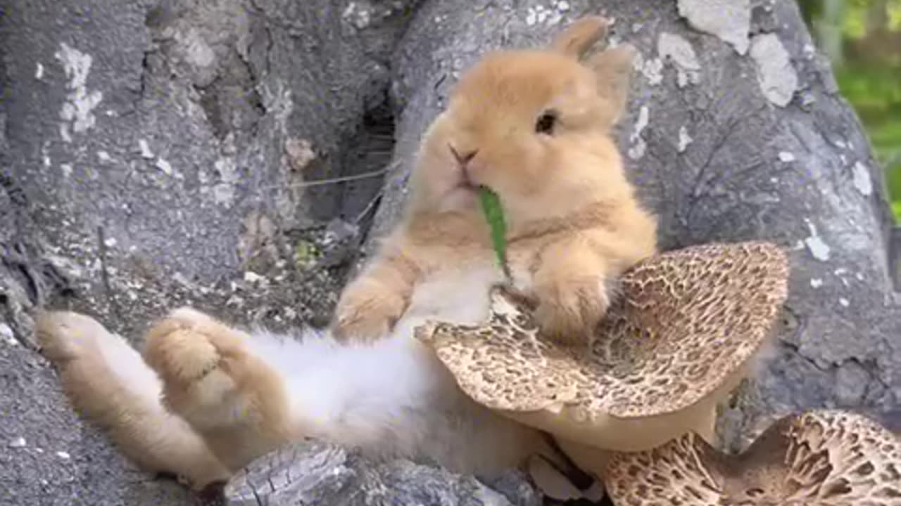 The little rabbit is sleeping on top of a mushroom.