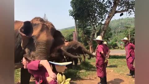 funny video-A girl competing with an elephant