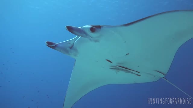 Manta fly over - The Cauldron, Komodo National Park