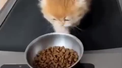 Cats Doing Cat Thing