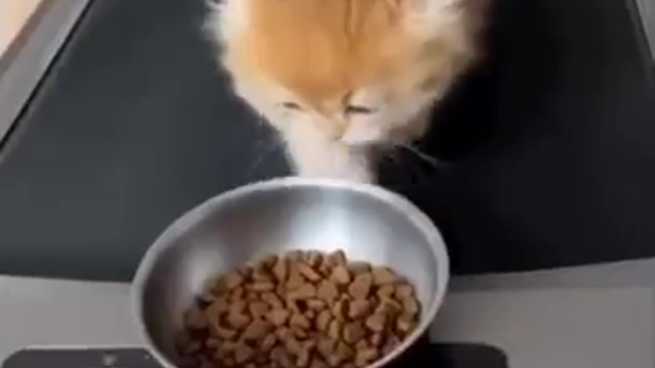 Cats Doing Cat Thing