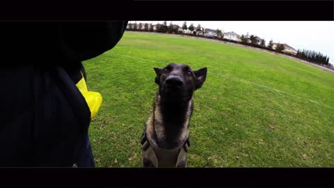 Belgian Malinois Dog Training with French Commands Demonstration