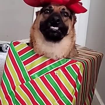 😍 Adorable puppy dressed as christmas gift 😍