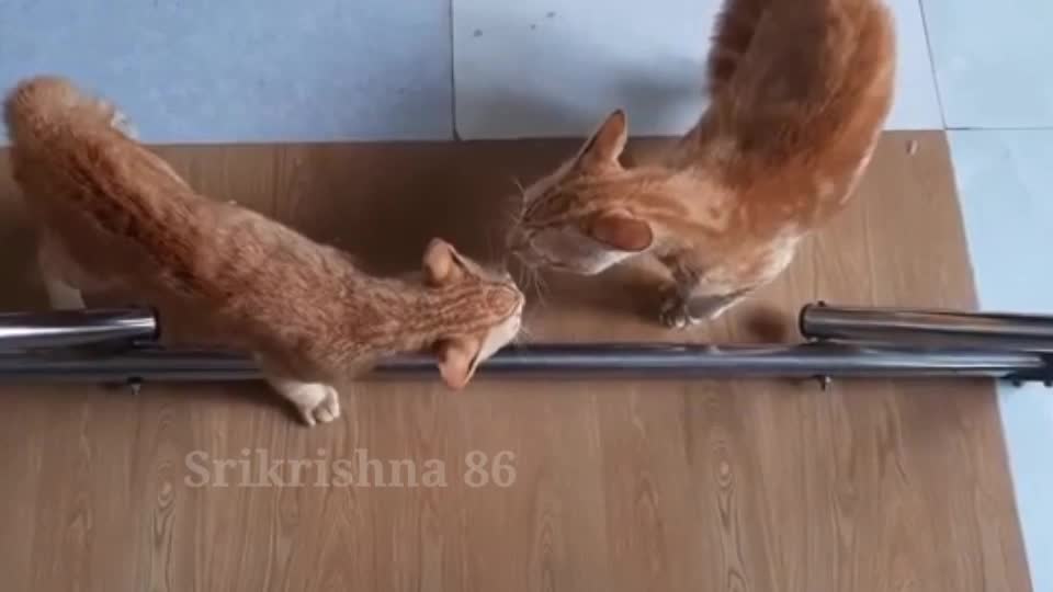 Cats Fighting and Meowing - These Two are Bloody Brothers