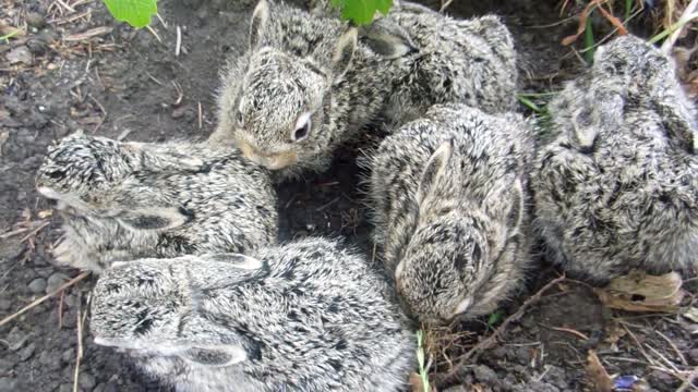 Small rabbits with a bright Wen