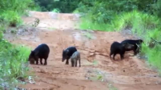 Wild pig, Queixadas resting on the road