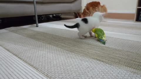 kitten vs lovebirds