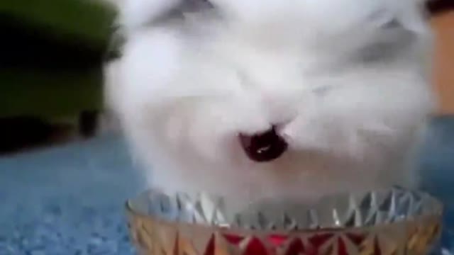 This rabbit eats its mouth full of