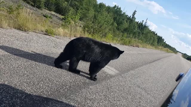 Feeding a Black Bear