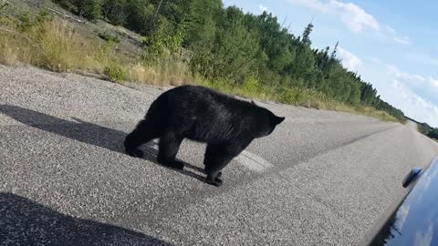 Feeding a Black Bear