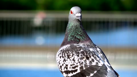 A beautiful pigeon looking so. Cute and nice public like so much this bird