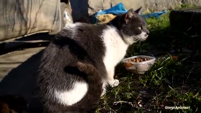 Cats Quarrel Over Food 😄