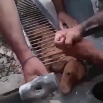 Kind humans free trapped stray dog in Brazil
