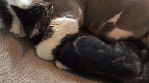 Cat hugging other cat while laying down on couch