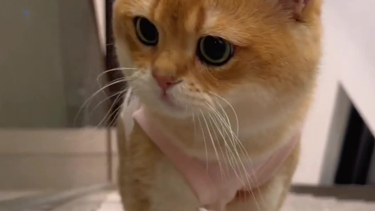 Fanny Cat Video and Cute Cat Video