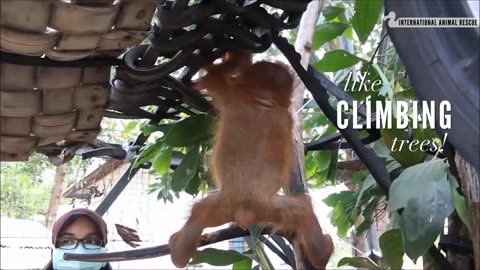 Asoka Climbs The Tree For The First Time