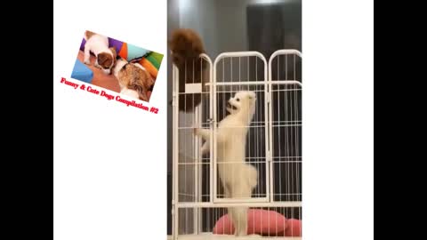 some cute and funny dogs video