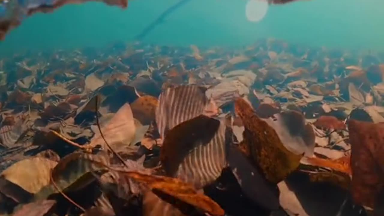 Sometimes a world unseen is hidden beneath the waves ✨😍 . #fypシ #viral #satisfying #youtubeshorts