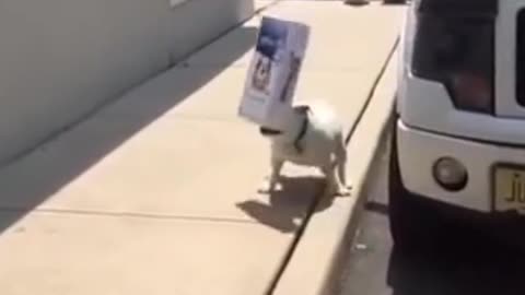 My dog can't see the way
