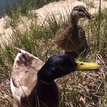 Ducks want some crackers!