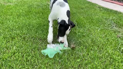 Danes argue playing with newspaper