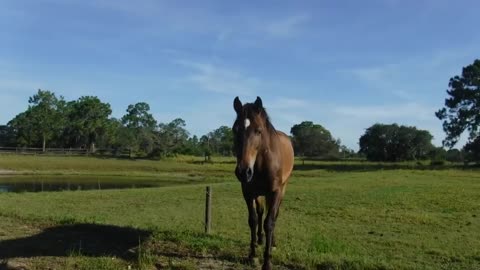 Our BLM Wild Mustang from the online auction was delivered. Another #Rescue for Venus Ranch