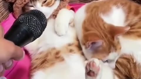 Cat funny video