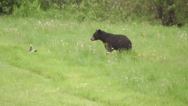 Skunk Sprays Inquisitive Bear