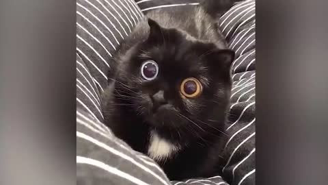 New Cat and dog funny video 2021
