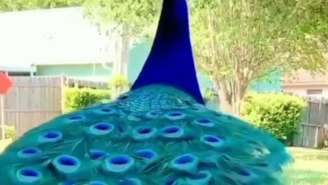 💐Peacock Dance💐 💐Please SUBSCRIBE 💐