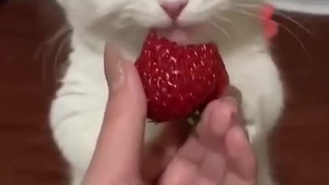 This Adorable Kitten Loves Strawberries. This is just Too Adorable It Will Brighten Up Your Day!!!