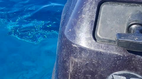 Whale Greets Fisherman In Their Boat