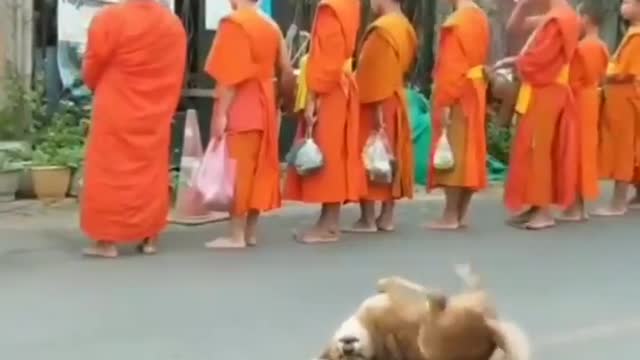 Funny dog reaction on religious event