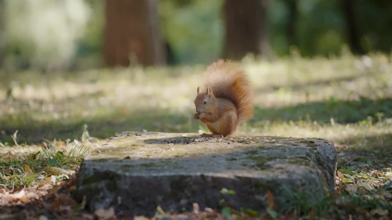 Cure squirrel eating seeds