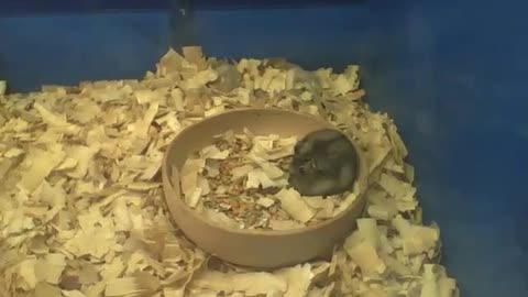 Lazy dwarf hamster eating inside of the bowl filling his belly with food [Nature & Animals]