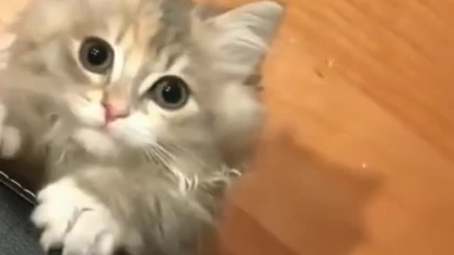 Little Kitten Meowing and Talking Cat Video Clips