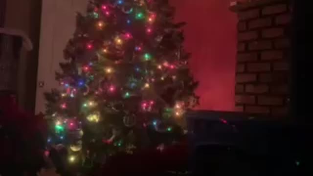 Just the Christmas tree