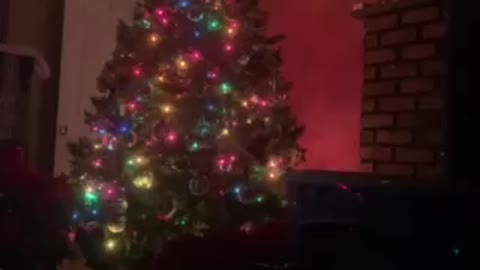 Just the Christmas tree