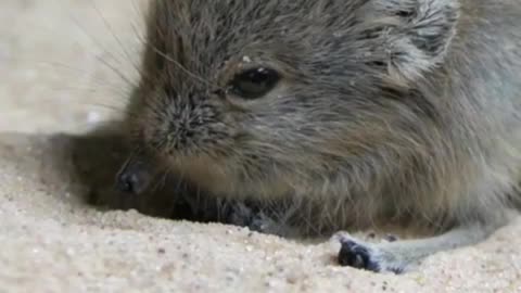 Elephant shrews,so cute