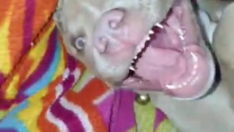 Cachorro de pitbull riendo