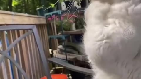 Funny cat and pets