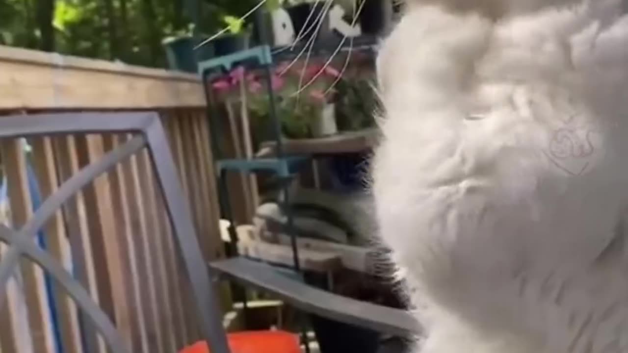 Funny cat and pets